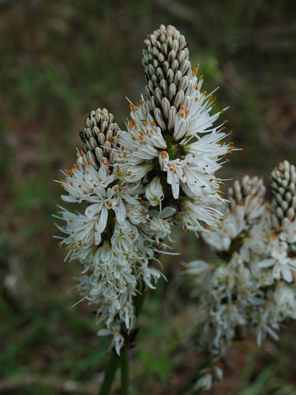Asfodelo montano (Asphodelus macrocarpus)