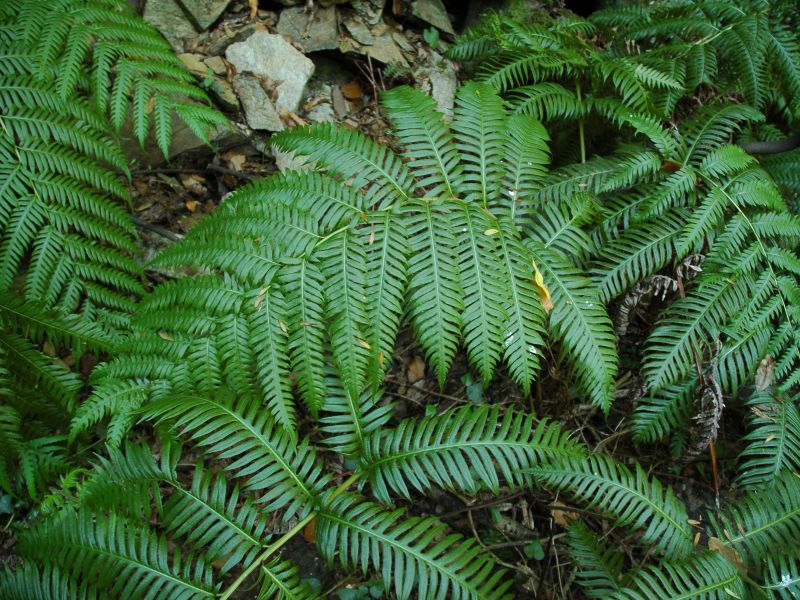 European chain fern (Woodwardia radicans (L.) Sm.)