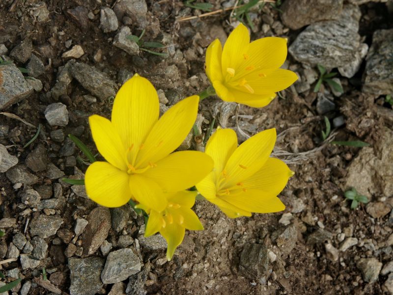 Sicilian lily-of-the-field (Sternbergia lutea (L.) Ker Gawl. ex Spreng)