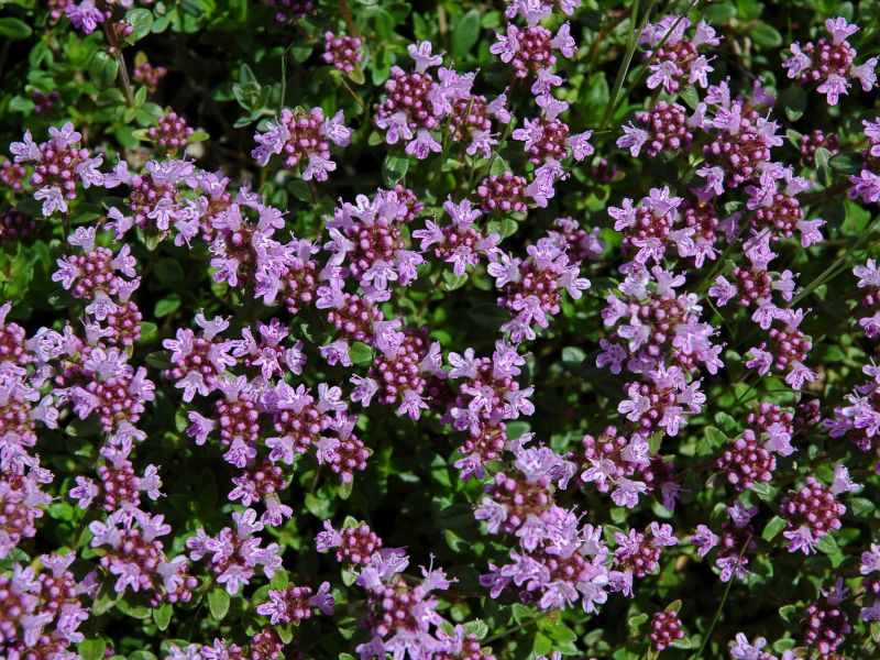 Pink Micromeria (Micromeria graeca (L.) Benth. ex Rchb. subsp. graeca)