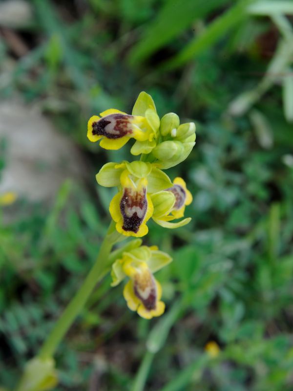 Yellow bee-orchid (Ophrys lutea Cav.)