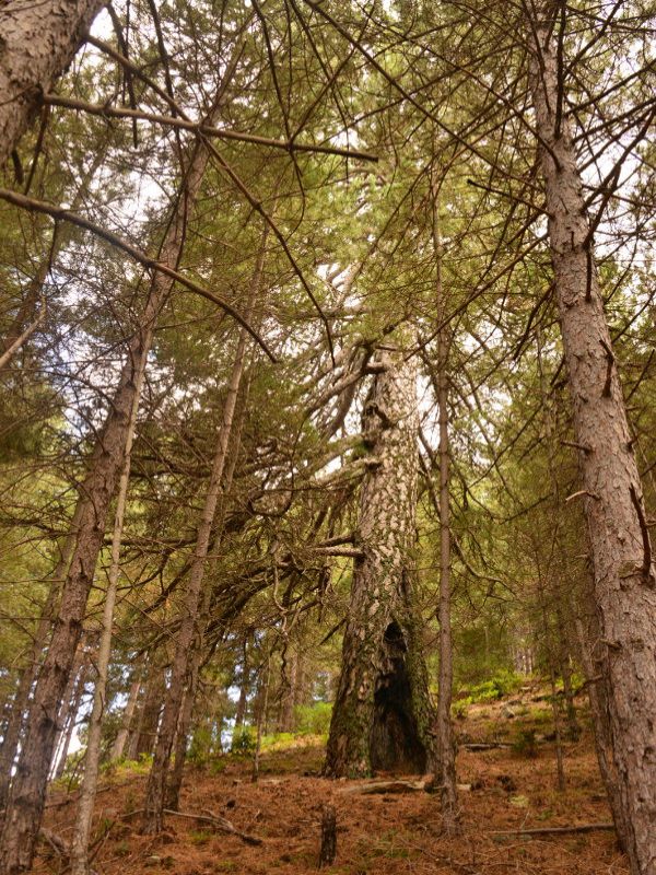 Pino nero calabrese (Pinus nigra J. F. Arnold subsp. laricio Palib. ex Maire)