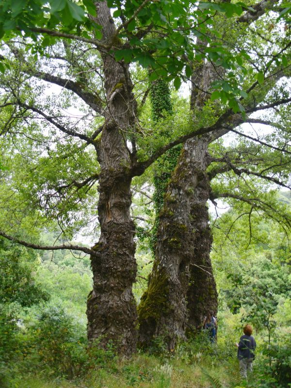 Pioppo nero (Populus nigra L. subsp. nigra)