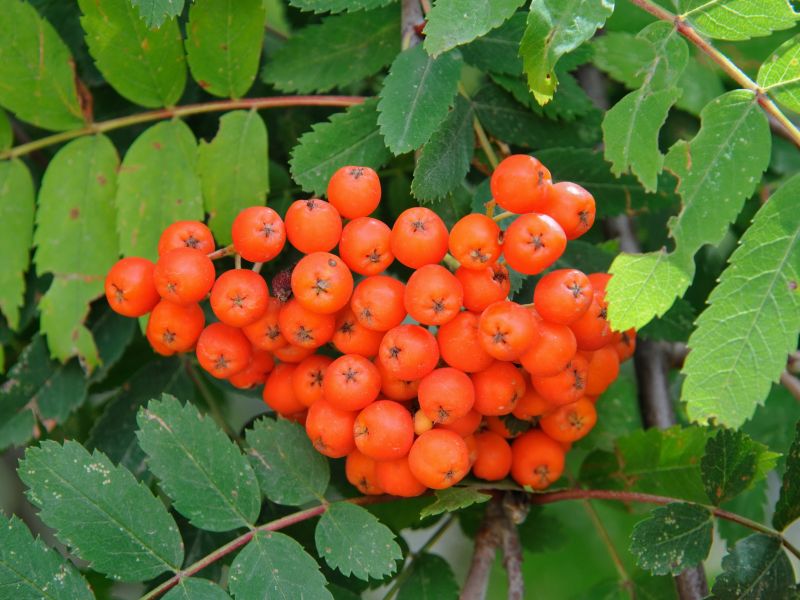 Rowan (Sorbus aucuparia L.)