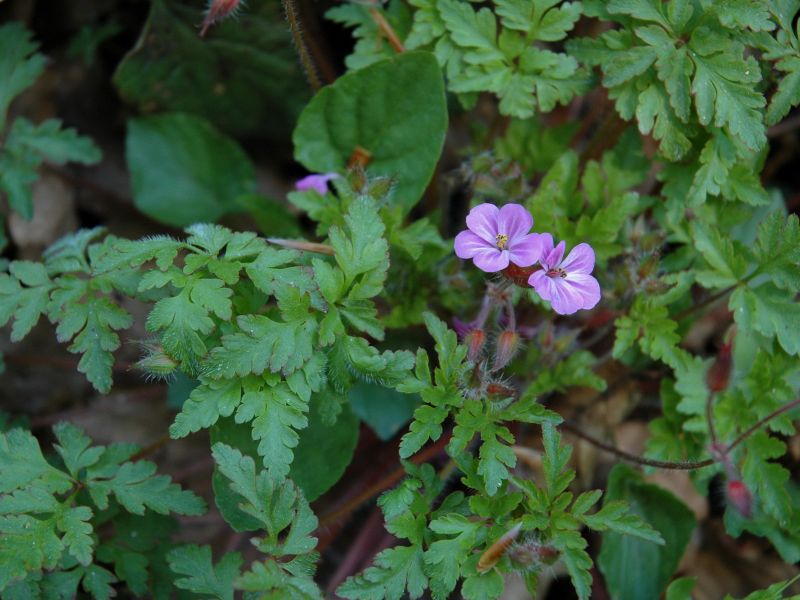 Herb-Robert (Geranium robertianum L.)